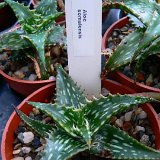 Aloe somaliensis ©JLcoll.361.JPG